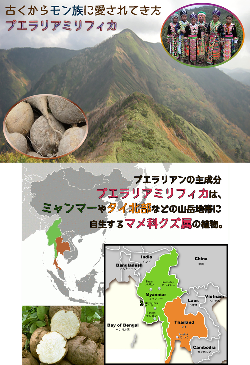 プエラリアミリフィカ